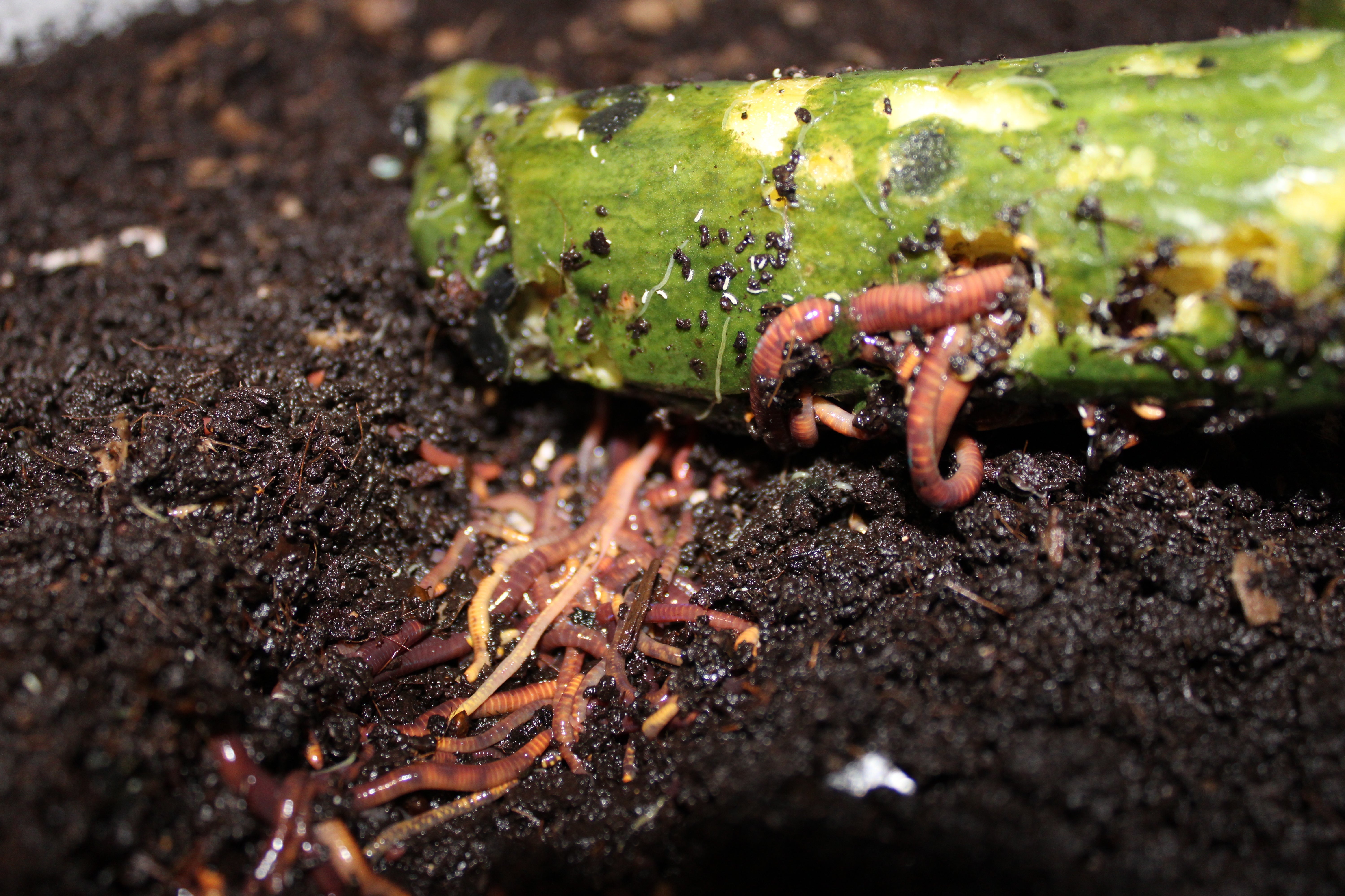 Vermicomposting on a budget